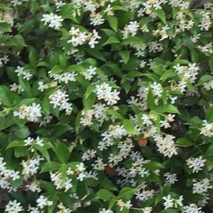 Meet your Posher, Abigail